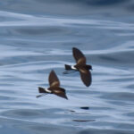 Elliot's Storm Petrels (image by Mark Pearman)