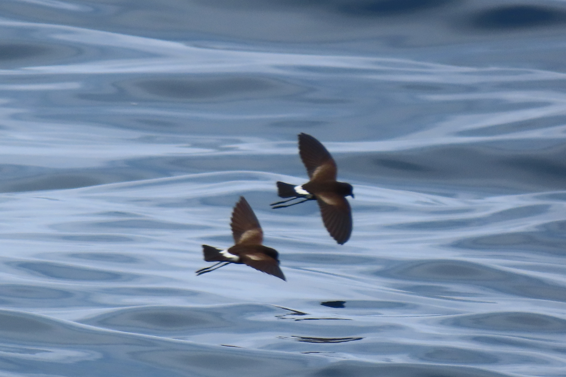 Elliot's Storm Petrels (image by Mark Pearman)