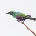 Emerald Starling (image by Pete Morris)