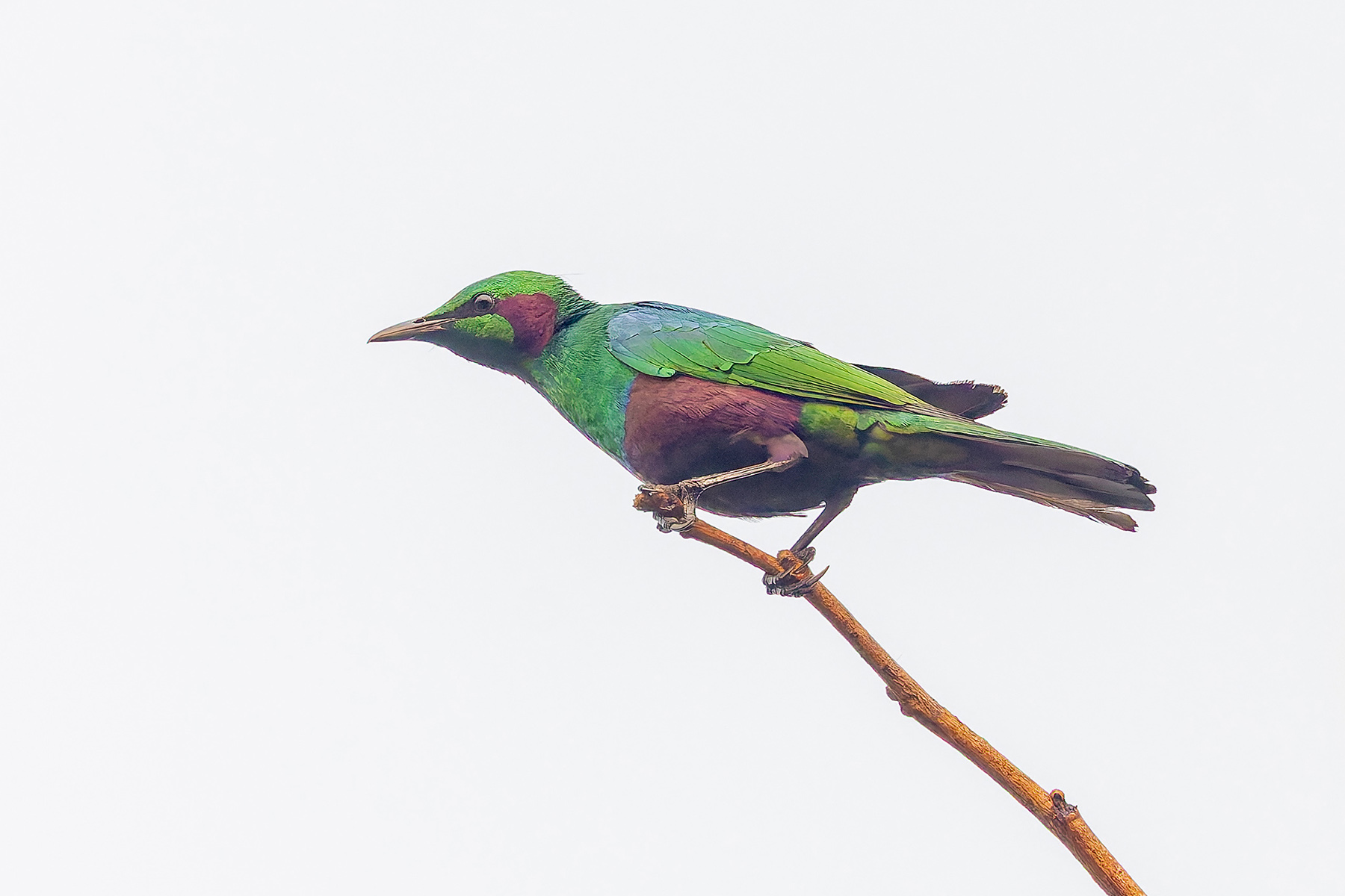 Emerald Starling (image by Pete Morris)