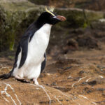 Erect-crested Penguin (image by Nik Borrow)