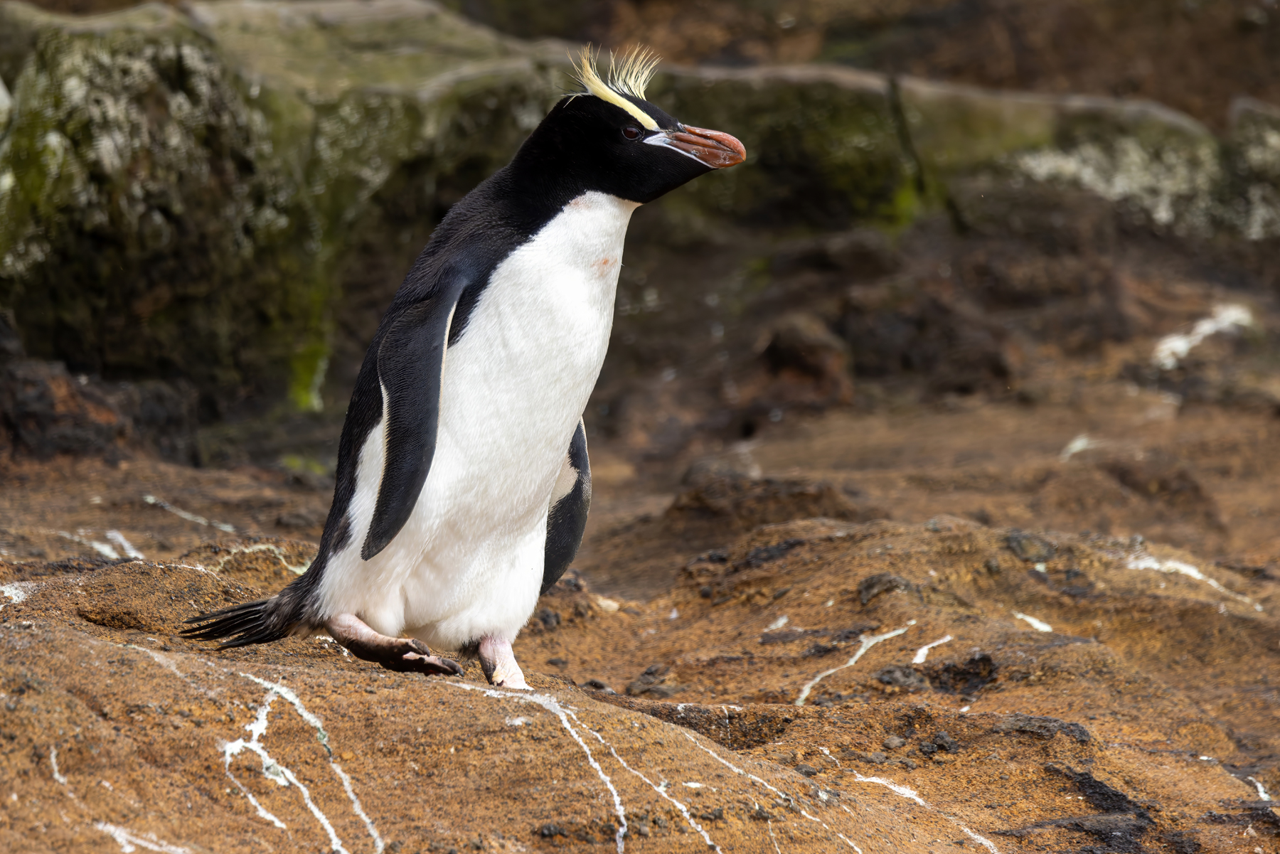 Erect-crested Penguin (image by Nik Borrow)