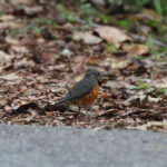 Everett's Thrush (image by Yeo Siew Teck)