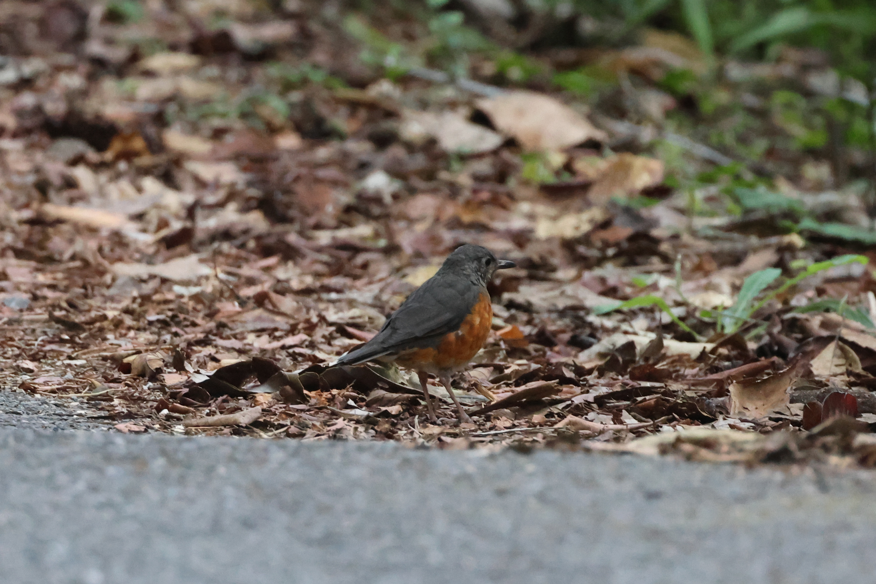 Everett's Thrush (image by Yeo Siew Teck)