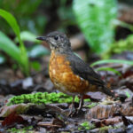 Everett's Thrush (image by Andre Ambrose D'Penha)