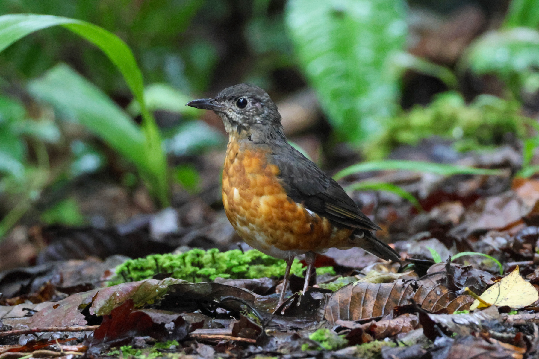 Everett's Thrush (image by Andre Ambrose D'Penha)