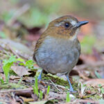 Eyebrowed Jungle Flycatcher (image by Andre Ambrose D'Penha)