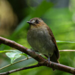 Eyebrowed Jungle Flycatcher (image by Yeo Siew Teck)