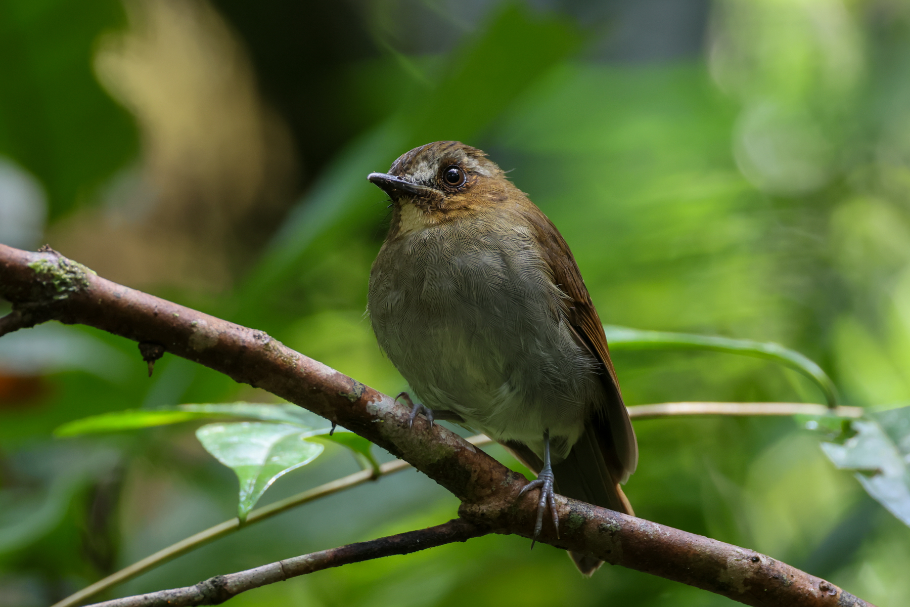 Eyebrowed Jungle Flycatcher (image by Yeo Siew Teck)