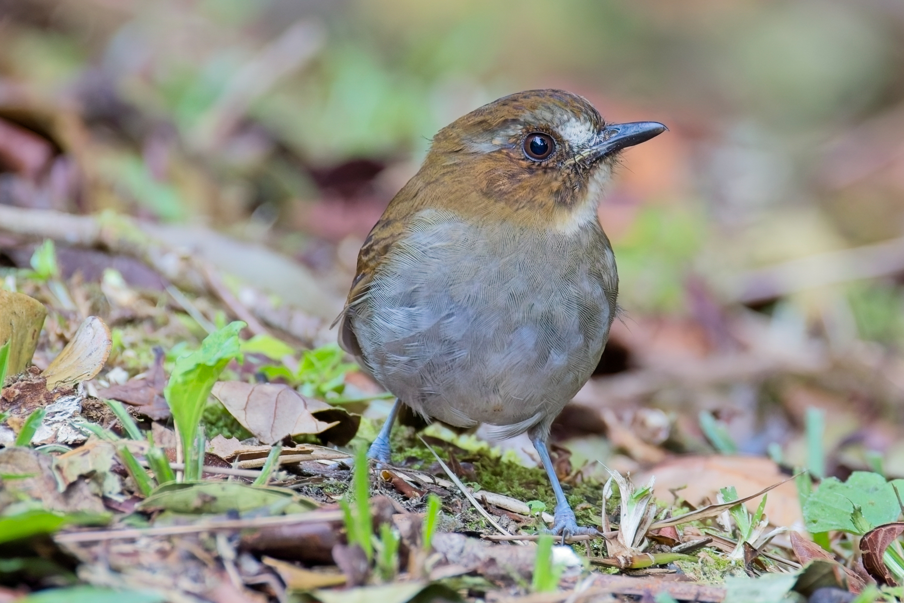 Eyebrowed Jungle Flycatcher (image by Andre Ambrose D'Penha)