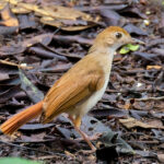 Ferruginous Babbler (image by Andre Ambrose D'Penha)