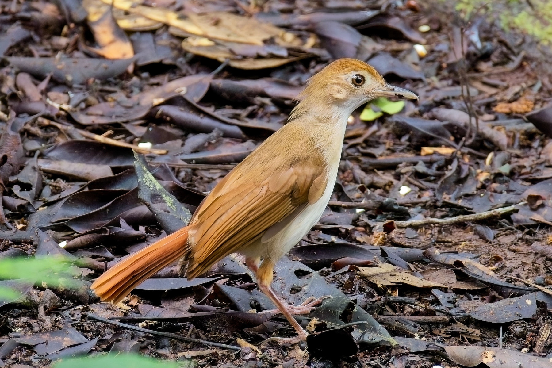Ferruginous Babbler (image by Andre Ambrose D'Penha)
