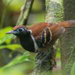 Ferruginous-backed Antbird (image by Leo Garrigues)