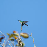 Fiery-tailed Awbill (image by Leo Garrigues)