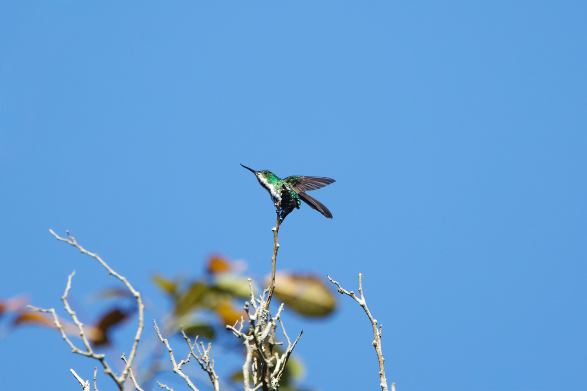 Fiery-tailed Awbill (image by Leo Garrigues)