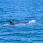 Fin Whale (image by Mark Pearman)