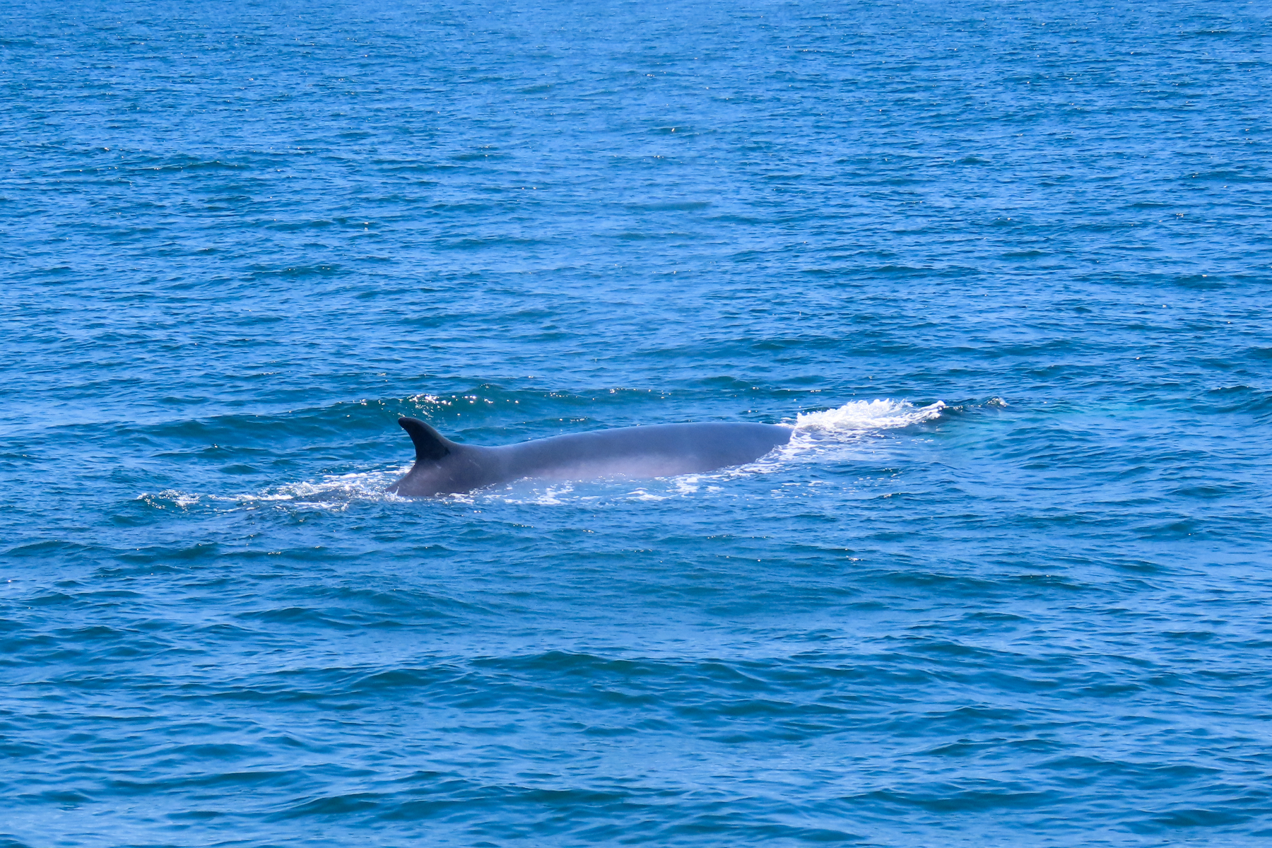 Fin Whale (image by Mark Pearman)