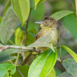 Finsch's Bulbul (image by Andre Ambrose D'Penha)
