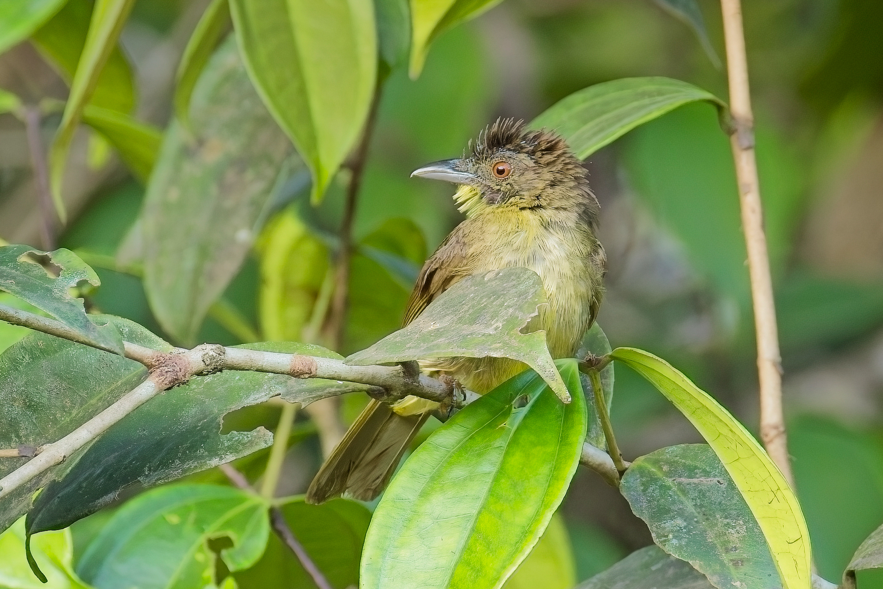 Finsch's Bulbul (image by Andre Ambrose D'Penha)
