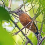 Finsch's Rufous Thrush (image by Pete Morris)