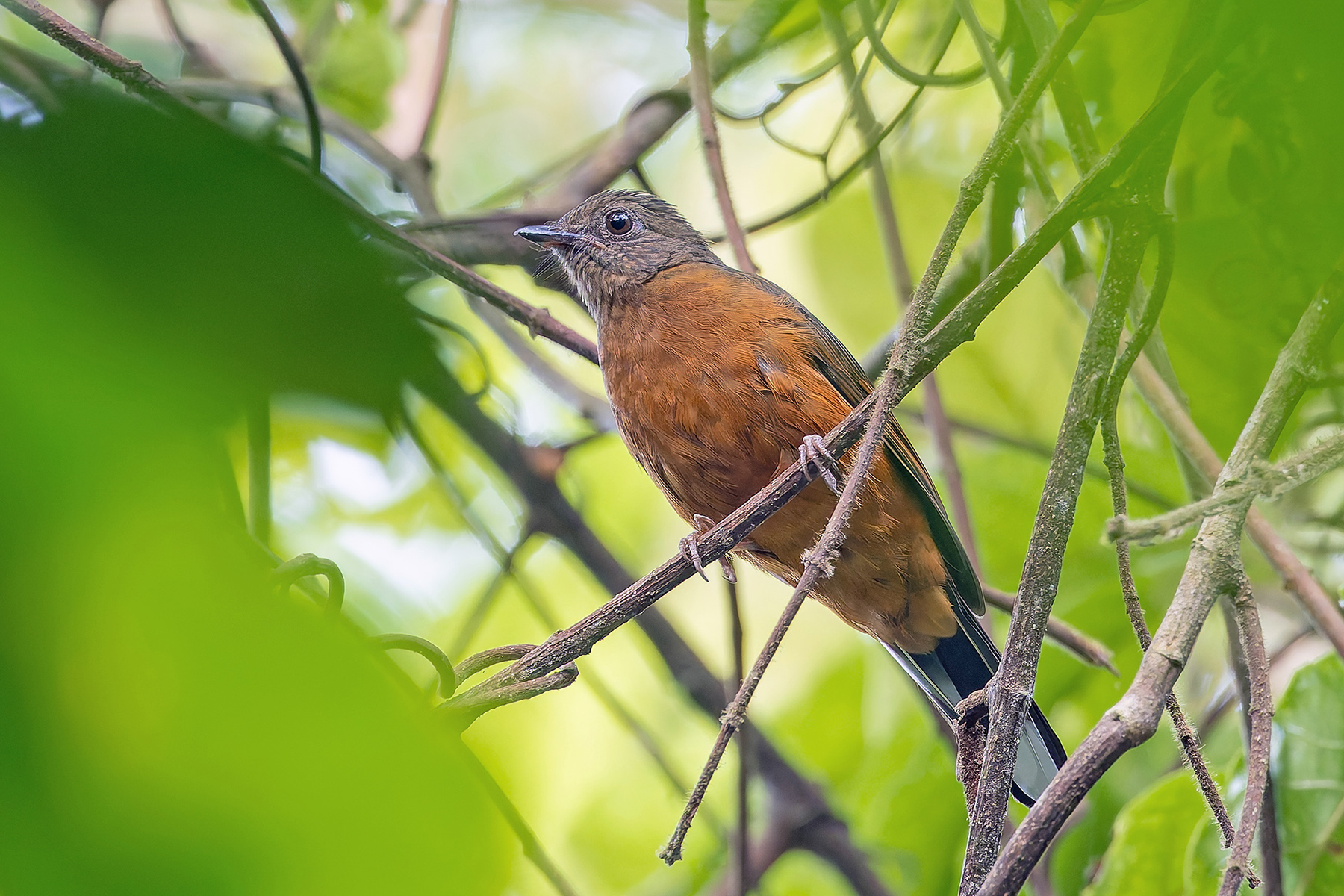 Finsch's Rufous Thrush (image by Pete Morris)