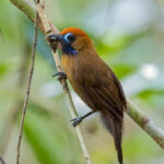 Fluffy-backed Tit-babbler (image by Andre Ambrose D'Penha)
