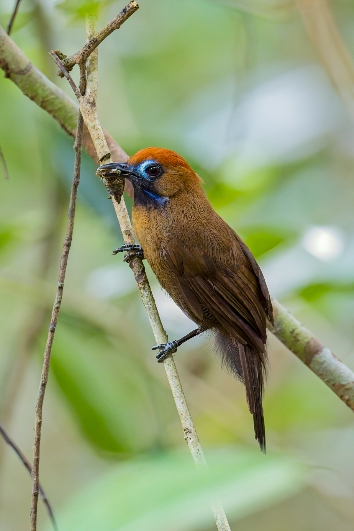 Fluffy-backed Tit-babbler (image by Andre Ambrose D'Penha)
