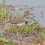 Forbes's Plover (image by Pete Morris)