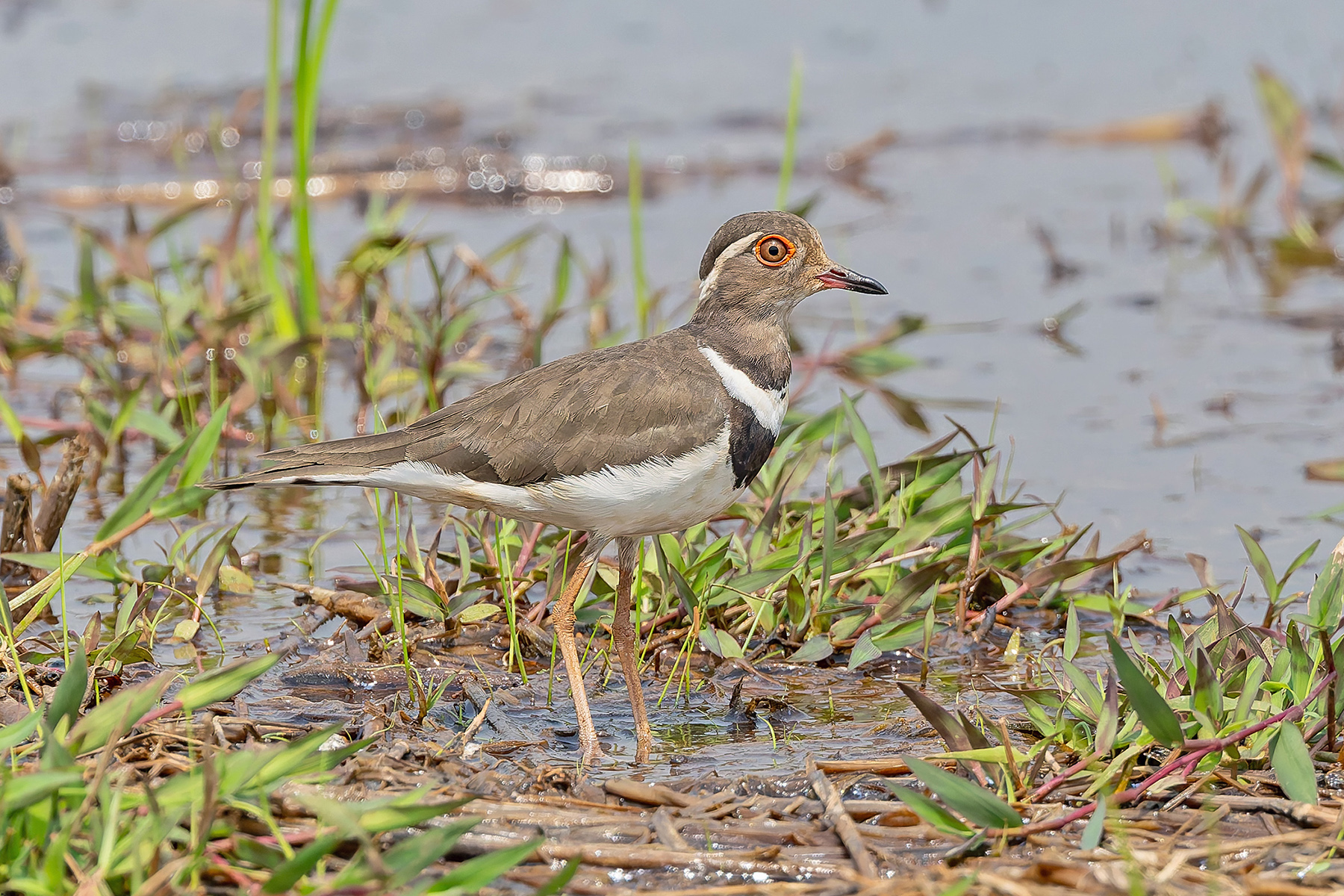 Forbes's Plover (image by Pete Morris)