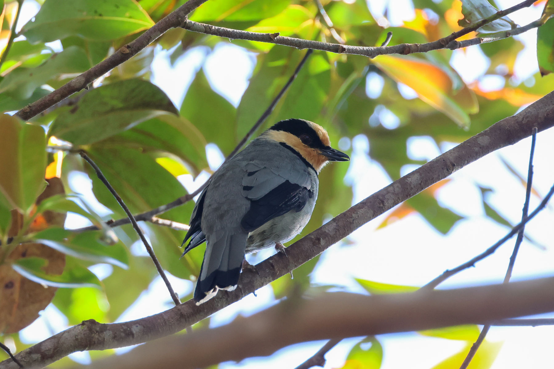Fruithunter (image by Yeo Siew Teck)