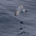 Fulmar Prion (image by Nik Borrow)