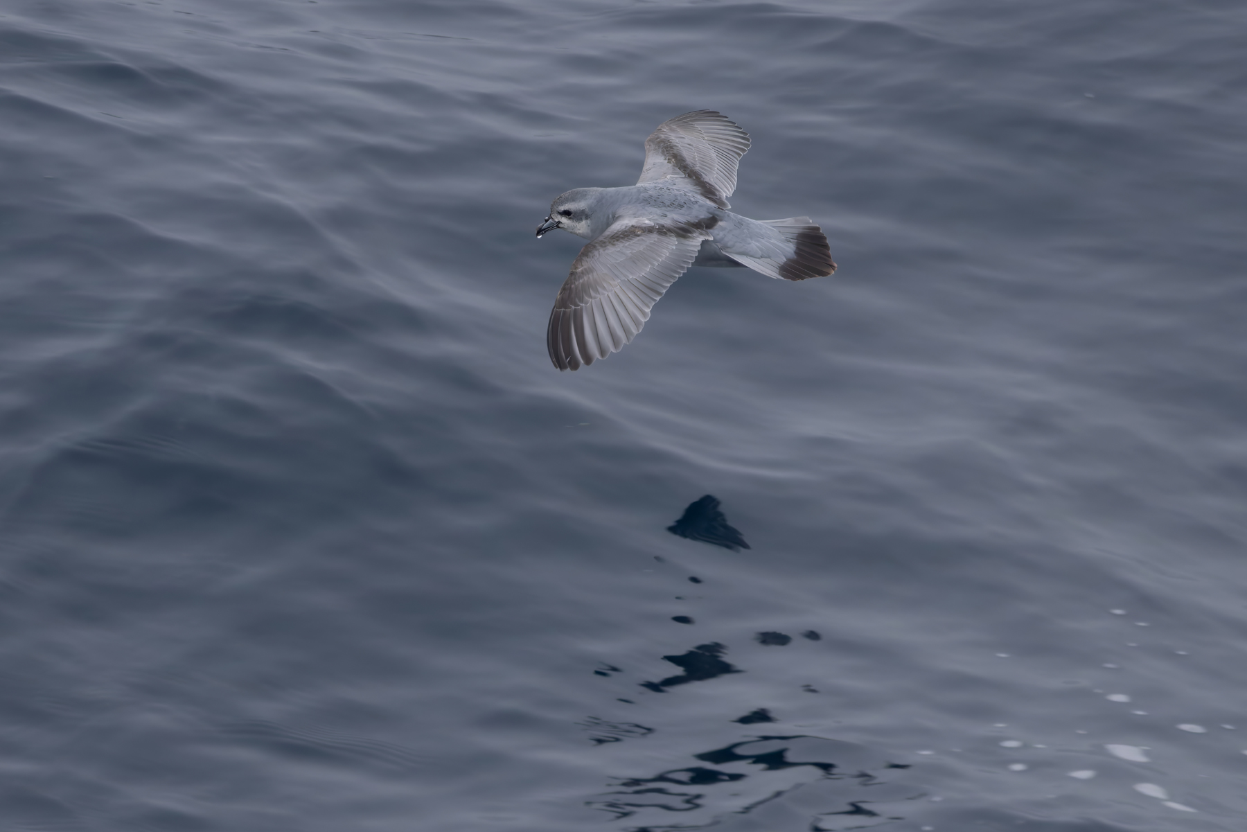 Fulmar Prion (image by Nik Borrow)