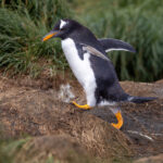 Gentoo Penguin (image by Nik Borrow)