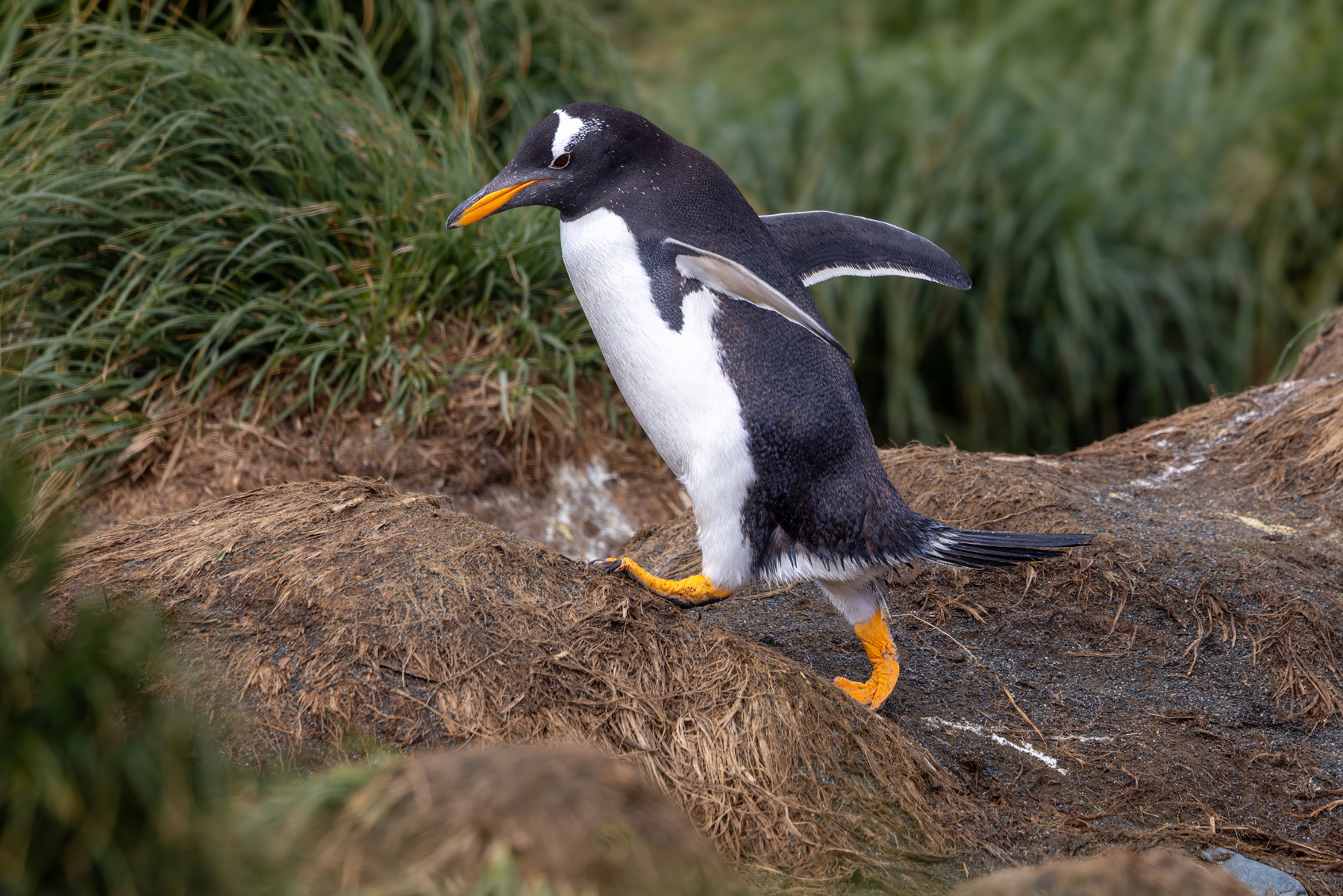 Gentoo Penguin (image by Nik Borrow)