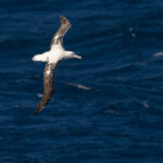 Gibson's Antipodean Albatross (image by Nik Borrow)