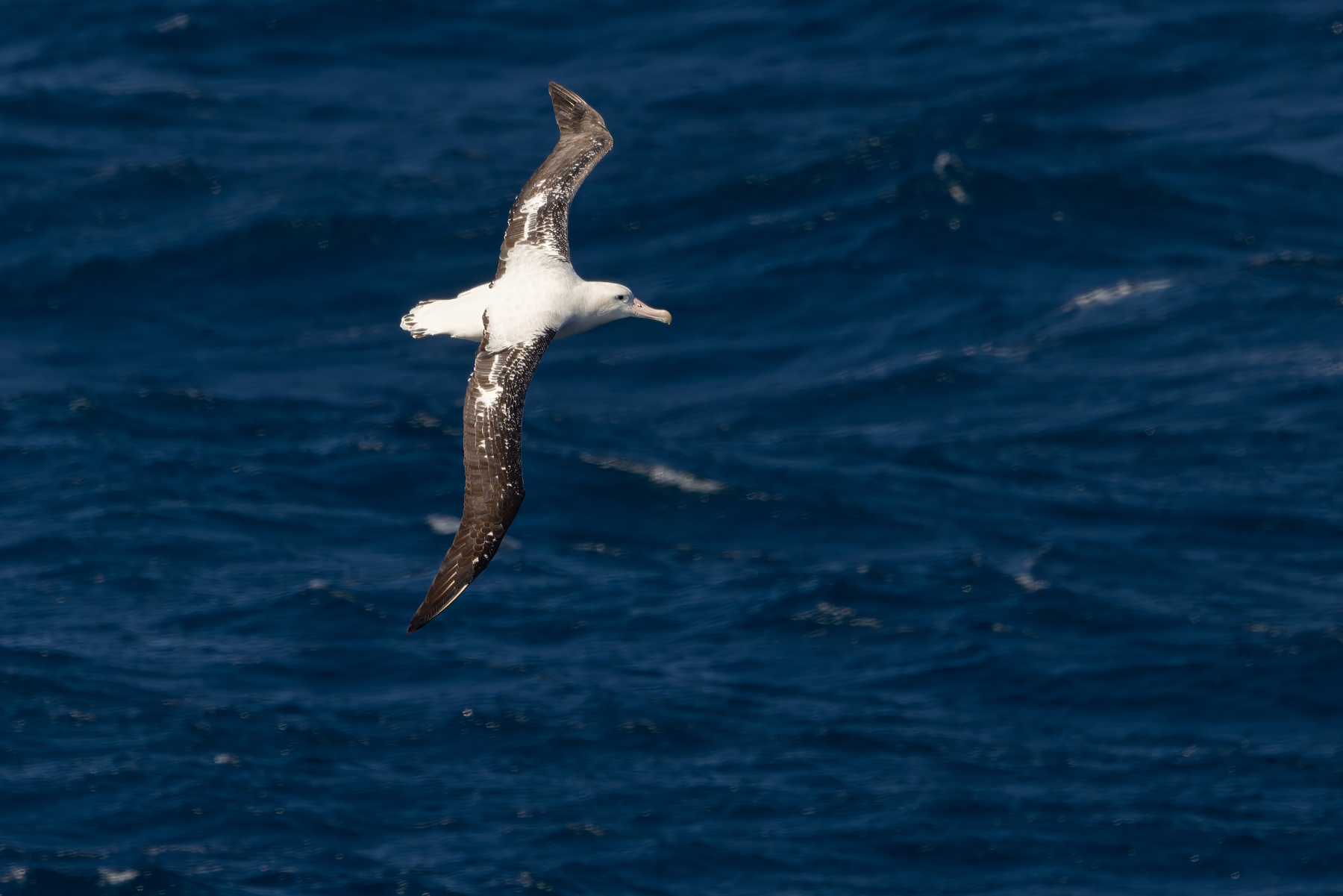 Gibson's Antipodean Albatross (image by Nik Borrow)