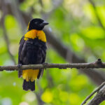 Gola Malimbe (image by Pete Morris)
