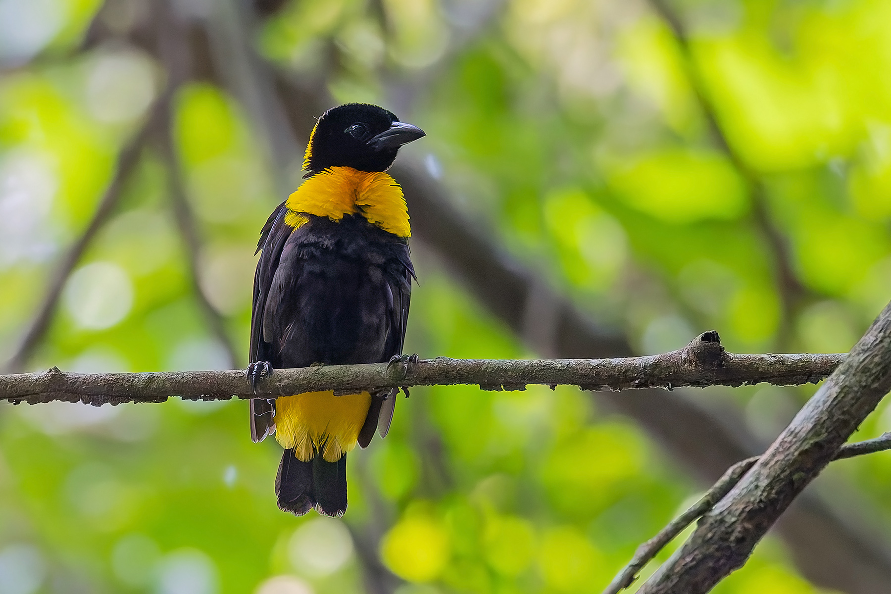 Gola Malimbe (image by Pete Morris)