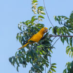 Golden Parakeet (image by Leo Garrigues)