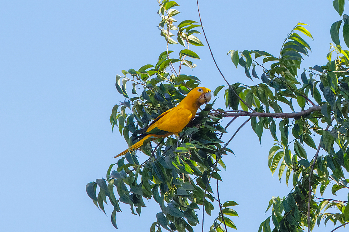 Golden Parakeet (image by Leo Garrigues)