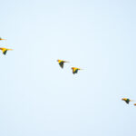 Golden Parakeets (image by Leo Garrigues)