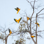 Golden Parakeets (image by Leo Garrigues)
