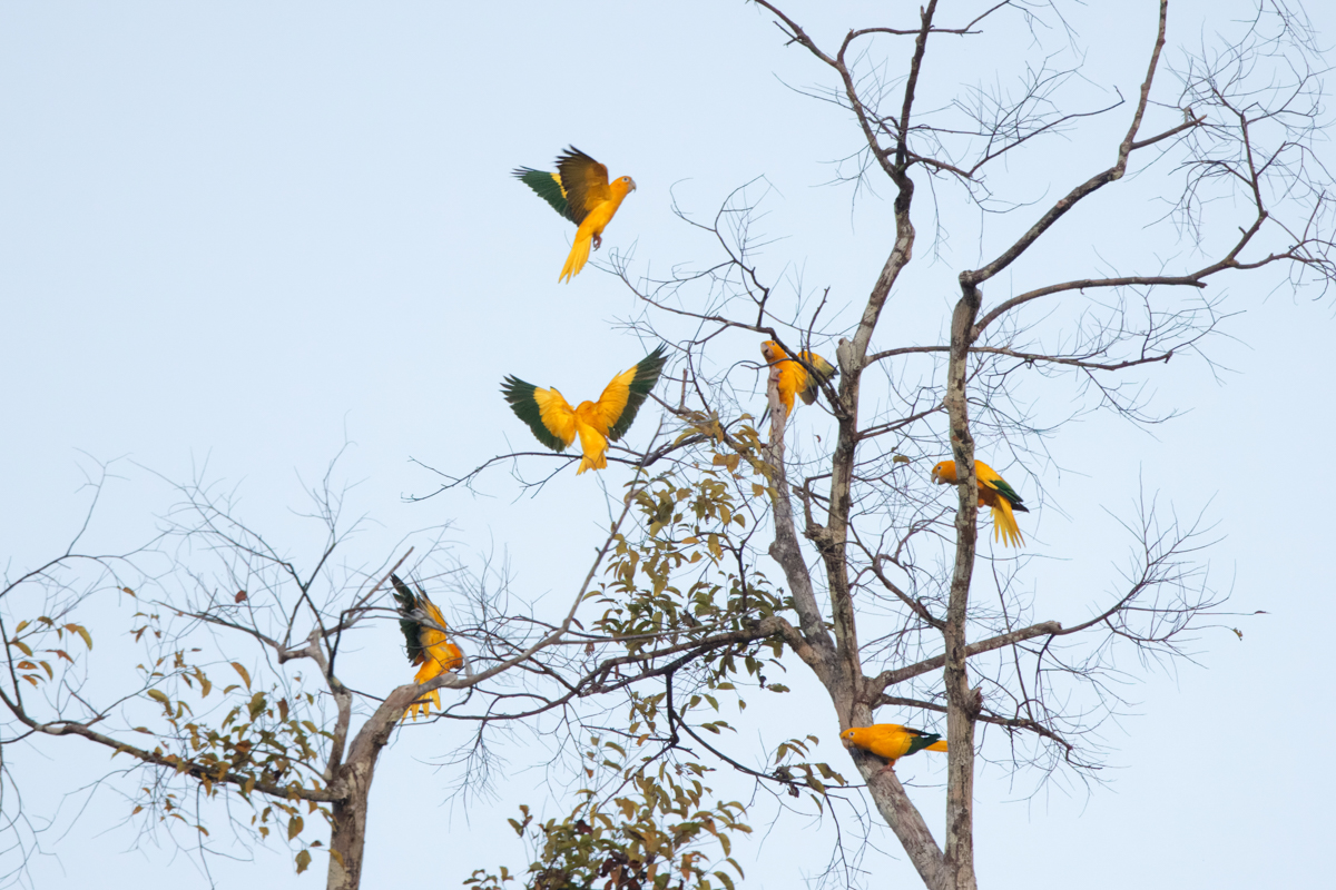 Golden Parakeets (image by Leo Garrigues)