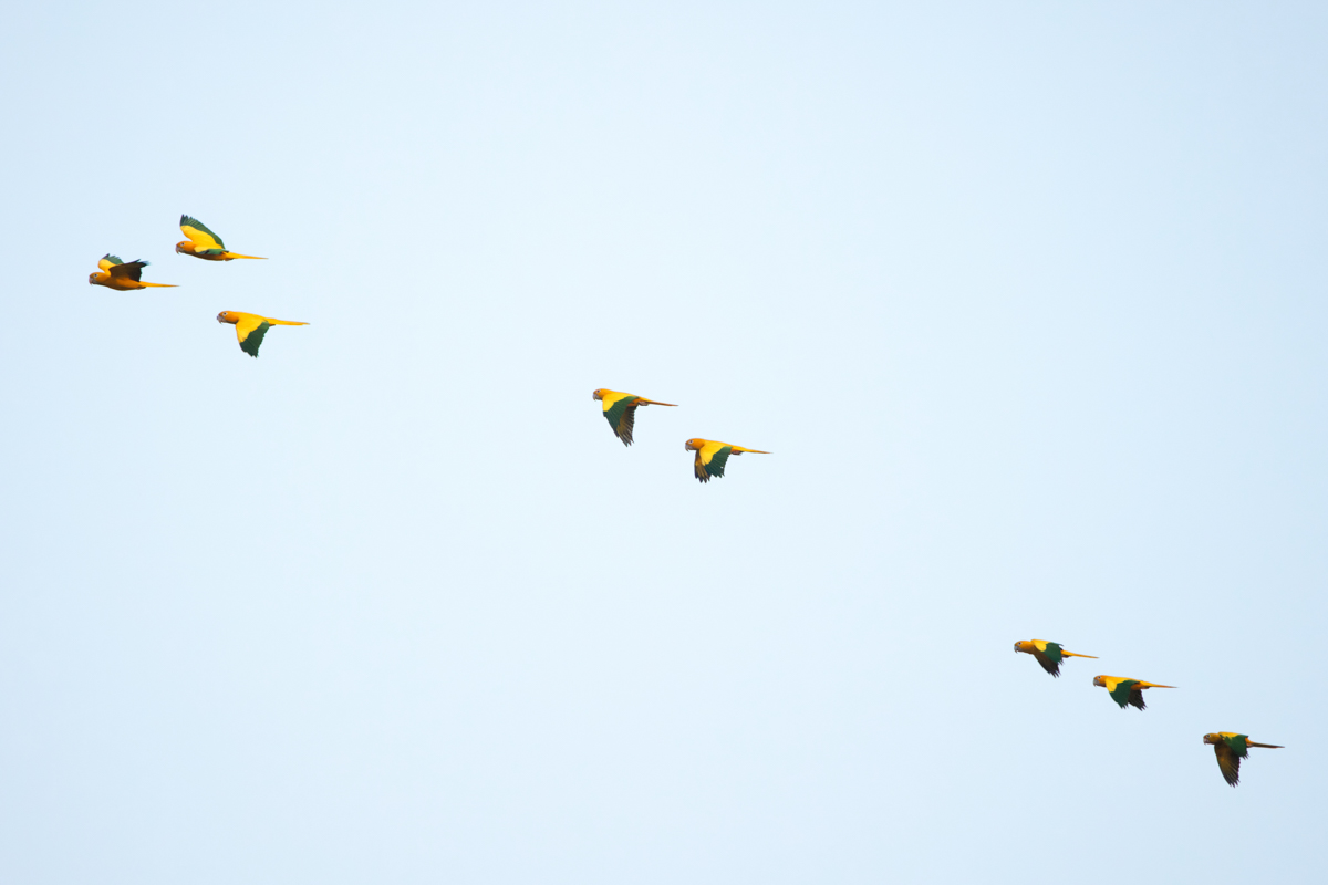 Golden Parakeets (image by Leo Garrigues)