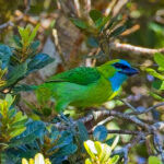 Golden-naped Barbet (image by Andre Ambrose D'Penha)