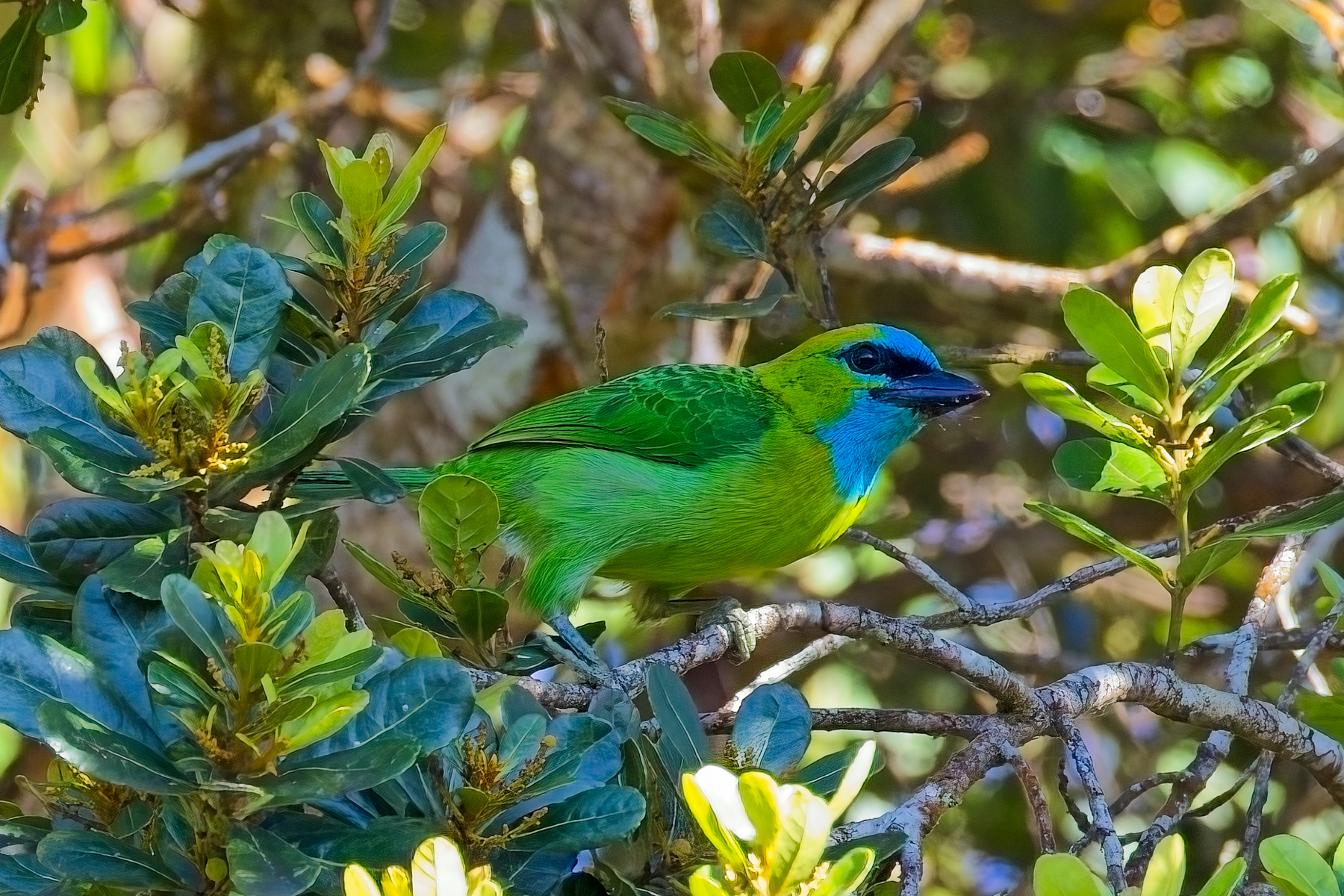 Golden-naped Barbet (image by Andre Ambrose D'Penha)