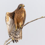 Grasshopper Buzzard (image by Pete Morris)