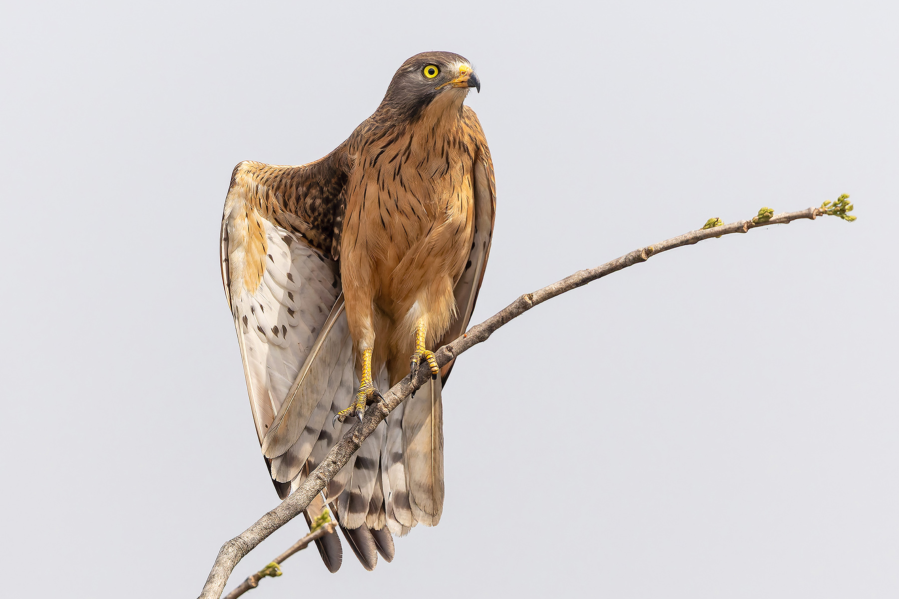 Grasshopper Buzzard (image by Pete Morris)