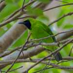Greater Green Leafbird (image by Andre Ambrose D'Penha)