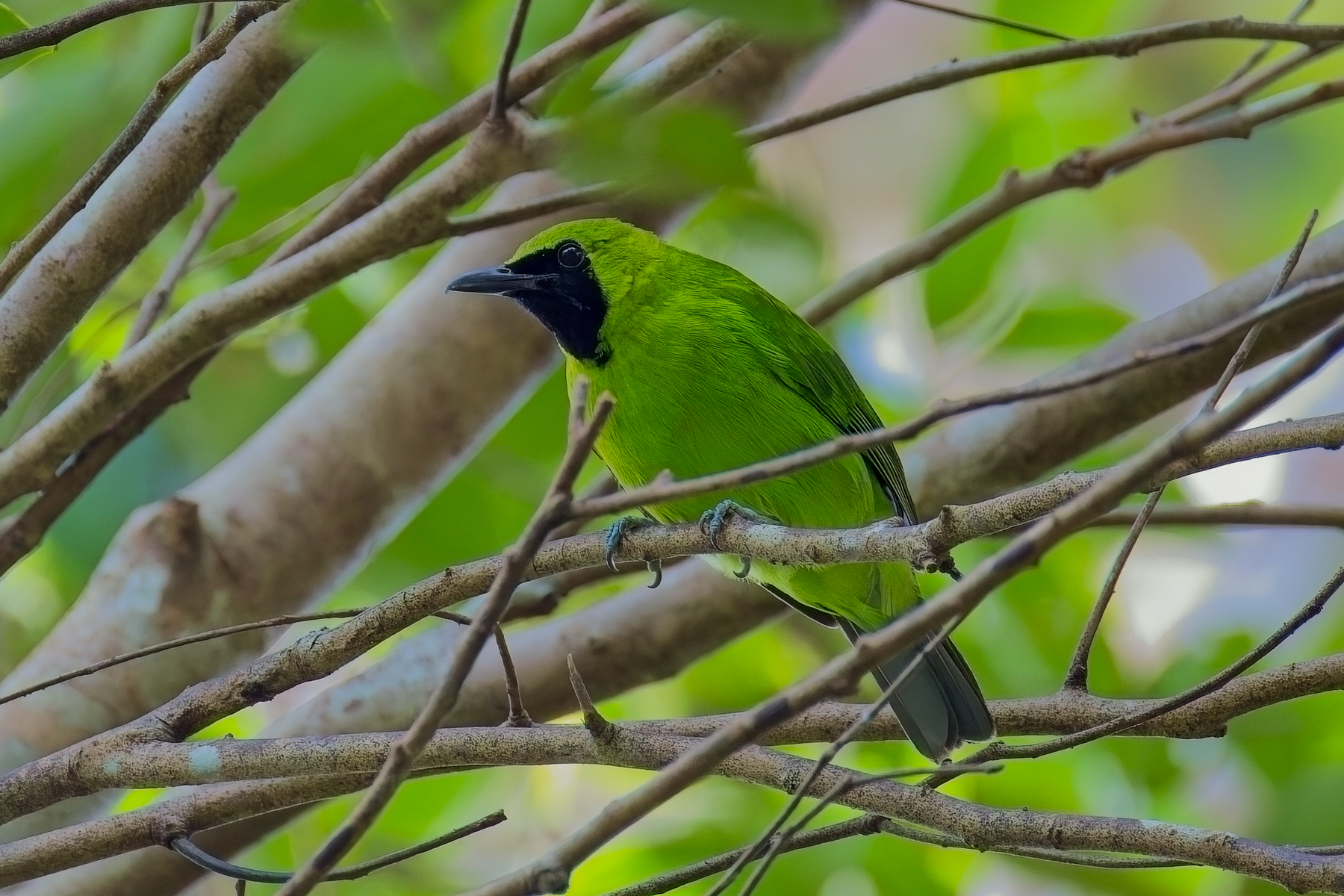Greater Green Leafbird (image by Andre Ambrose D'Penha)
